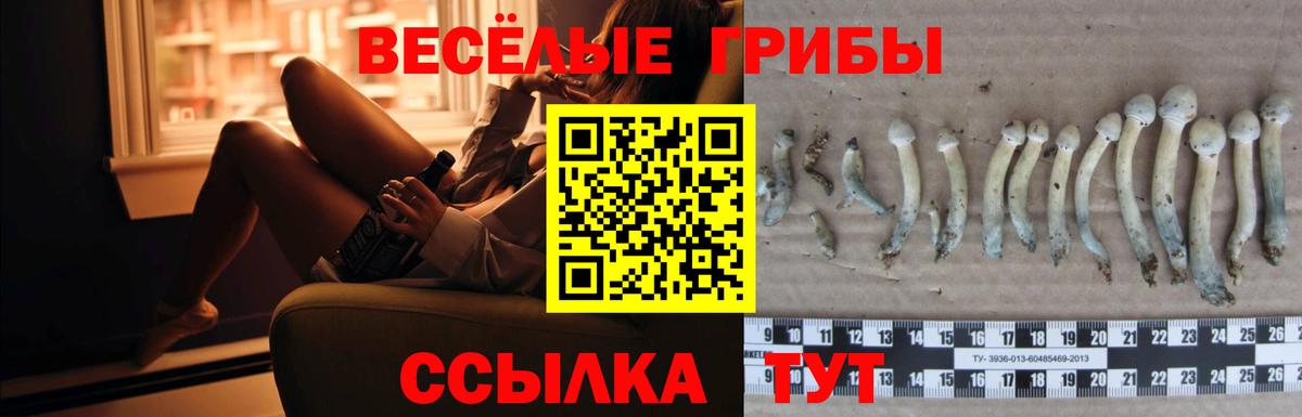 Галлюциногенные грибы Psilocybine cubensis  Вход с VPN  Светлоград 